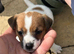 I Jack russell puppies