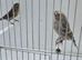 BEAUTIFUL PROVEN PAIR OF REDPOLLS MUTATION COLOURS