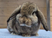 Mini lop doe