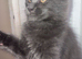 stunning XL full Maine coon kittens