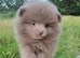 CHIAO LI YA lineage pomeranian puppies