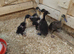 6 runner ducklings of heat   height rise very good