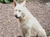 Beautiful German Shepard For Rehome