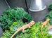 Baby bearded dragons