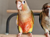 Adorable fully hand reared baby conures