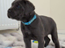 Exceptional Full Pedigree Cane Corso Puppies