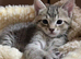 Cute little tabby kittens