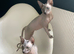 Amazing Sphynx