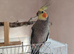 Cockatiel
