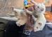 2Jill ferrets