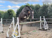 Top eventer in making ror gelding