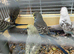Baby Budgies - Available Now
