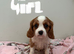 ️️️️️ King Charles cavalier puppy
