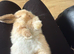 3 baby mini lops