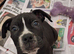 Black and White Cryptic Merle Cane Corso x Alapaha Blue Blood Bulldog Puppies
