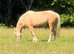 Palomino filly