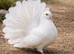 Fantail doves permanently erected tails