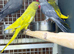 Ring neck parrot