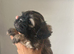 Shih-poo
