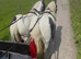 For sale two wonderful mares both ride and drive