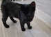 Black and Tuxedo Kittens