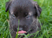 Mali x Caucasian Shepherd