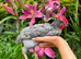 2 8 week old lavander leghorn cockrels