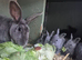 Blue opal standard rex rabbits