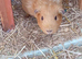 Beautiful female guinea pig
