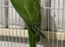 Indian Ringneck