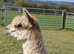 Delightful, friendly male alpacas for sale - offers invited