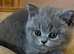 Title British short hair fluffy kittens,London based