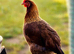 Welsumer Partridge and silver duckwing lg fowl Cocks znd hens available