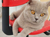 British shorthair