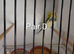 bonded budgie breeding pairs and double cage