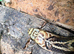 King Phase Hypo False Water Cobra at Birmingham Reptiles