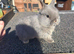 Rare lilac and tan netherland dwarfs Babys