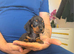 Miniature Dachshund