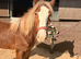 Stunning chestnut cob
