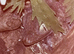 2026 Tokay Gecko