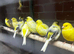 Canaries for sale