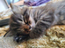 Male kitten vary fluffy and playful