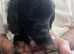Cavalier King Charles spaniel x Cavapoo puppies