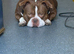 Pocket bully