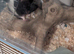 Hamster