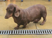 Daschund looking for her forever home
