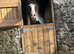 13&rsquo;2 - 15yo - mare