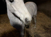 11.2 lead rein gelding