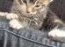 12 week old kitten