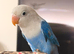 Beautiful Lovebirds for Sale